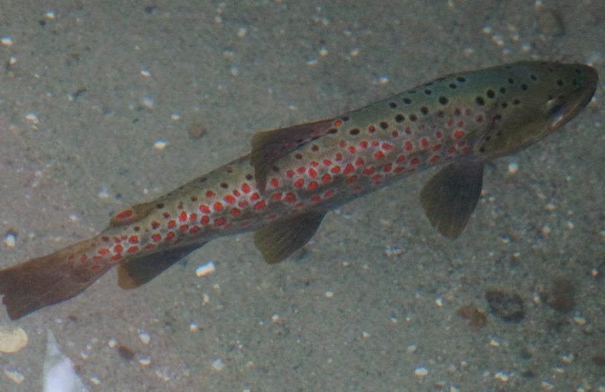 ohridforelle-salmo-letnica-trout
